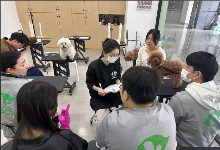 济南市宠物美容培训宠物美容培训学校 - 哪里好